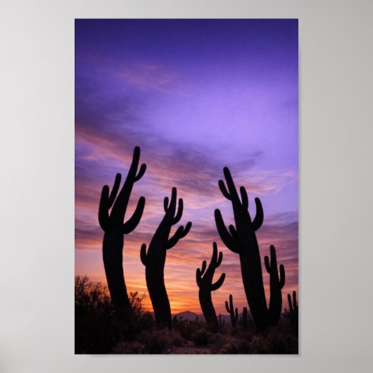 Cactussen in Silhouet Bewegend in de Schemering Poster (Voorkant)