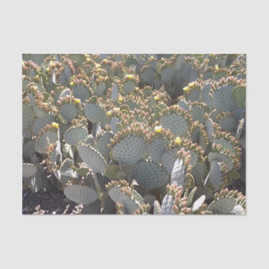 Cactussen tissuepapier (Voorkant)