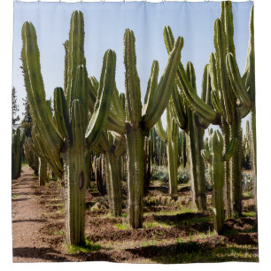 Cactussen tuin, tropisch woestijnlandschap. douchegordijn