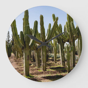 Cactussen tuin, tropisch woestijnlandschap. grote klok