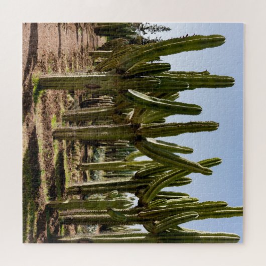 Cactussen tuin, tropisch woestijnlandschap. legpuzzel (Horizontaal)
