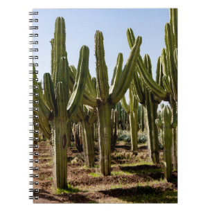 Cactussen tuin, tropisch woestijnlandschap. notitieboek