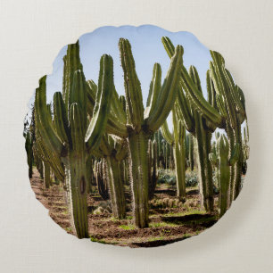 Cactussen tuin, tropisch woestijnlandschap. rond kussen