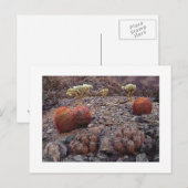 " Cactussen Variety Pack " Briefkaart (Voorkant / Achterkant)