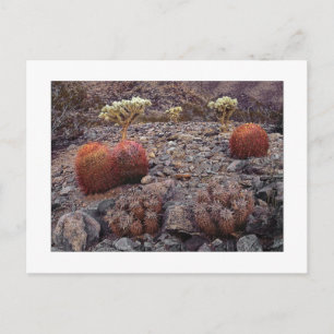 " Cactussen Variety Pack " Briefkaart