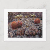 " Cactussen Variety Pack " Briefkaart (Voorkant)