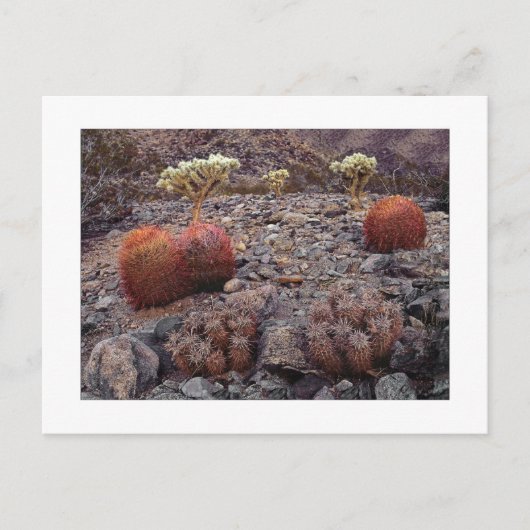 " Cactussen Variety Pack " Briefkaart (Voorkant)