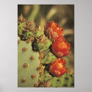 Cactusvijg in bloei, Arizona-Sonora 2 Poster