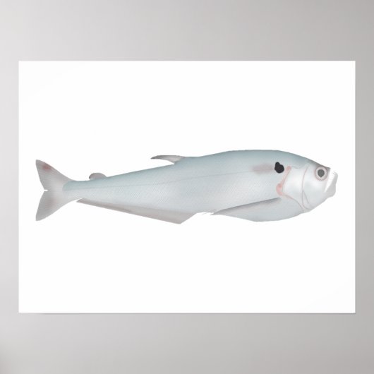 Cacunda Poster (Voorkant)