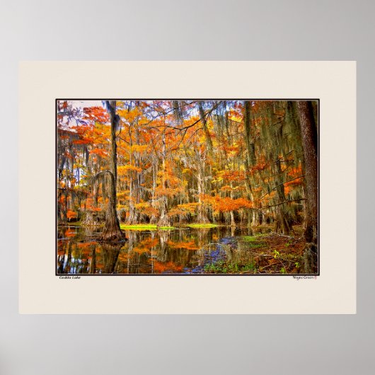 Caddo Lake - Autumn - Texas Poster (Voorkant)
