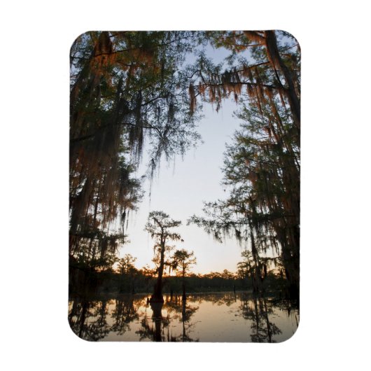 Caddo Lake bij zonsopgang Magneet (Verticaal)