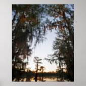 Caddo Lake bij zonsopgang Poster (Voorkant)