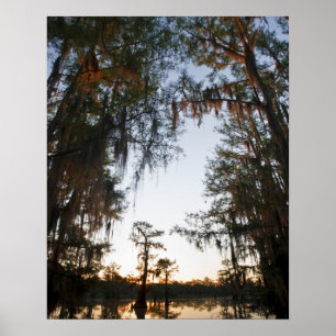 Caddo Lake bij zonsopgang Poster