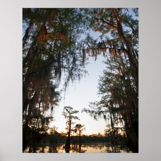 Caddo Lake bij zonsopgang Poster (Voorkant)