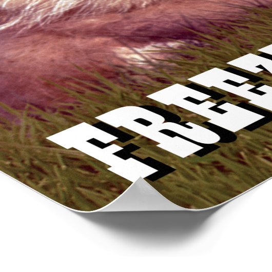 Caddyshack | Bevriezing, Gopher. Poster (Hoek)