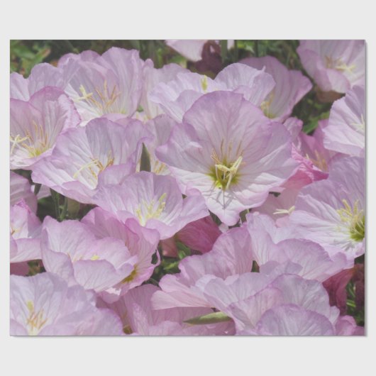 Cadeaupapier - Primrose (Vlak)