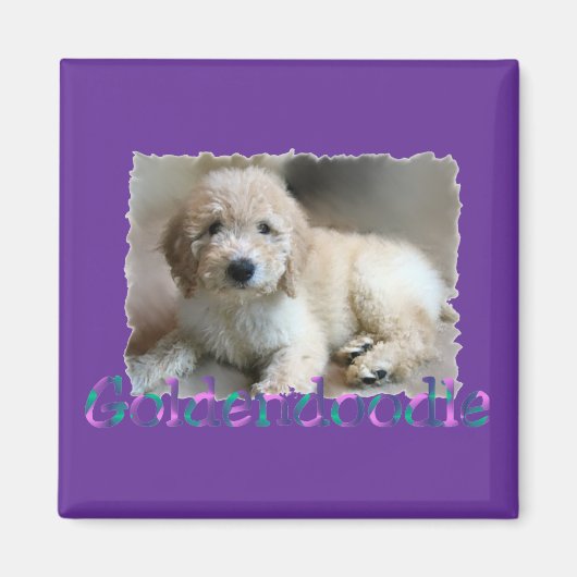 Cadeaus voor Goldendoodle liefhebbers Magneet (Voorkant)
