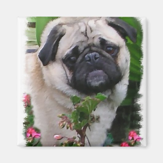 Cadeaus voor Pug-liefhebbers Magneet (Voorkant)