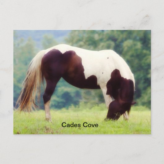 Cades Cove briefkaart (Voorkant)
