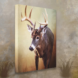 Cades Cove Buck Canvas Print