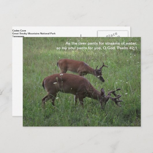 Cades Cove deer Smoky Mountains Scripts Briefkaart (Voorkant / Achterkant)