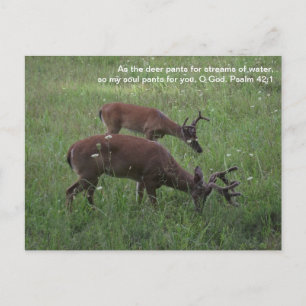 Cades Cove deer Smoky Mountains Scripts Briefkaart