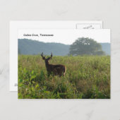 Cades Cove, Tennessee Briefkaart (Voorkant / Achterkant)