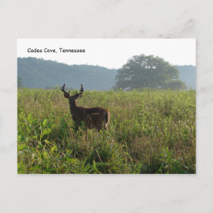 Cades Cove, Tennessee Briefkaart