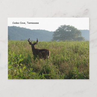 Cades Cove, Tennessee Briefkaart