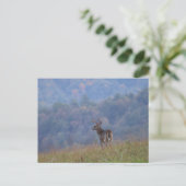 Cades Cove Wildlife - Great Smoky Mountains Briefkaart (Staand voorkant)