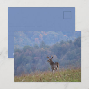 Cades Cove-wildlife - Great Smoky Mountains Briefkaart