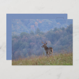 Cades Cove Wildlife - Great Smoky Mountains Briefkaart