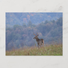 Cades Cove Wildlife - Great Smoky Mountains Briefkaart