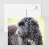 Cadole Dog Post-kaarten Briefkaart (Voorkant / Achterkant)