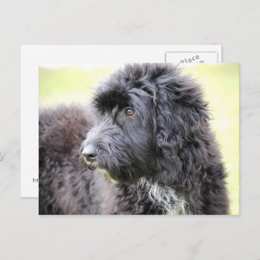 Cadole Dog Post-kaarten Briefkaart (Voorkant / Achterkant)