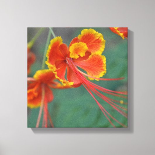 Caesalpinia Canvas Afdruk (Voorkant)