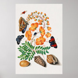  Caesalpinoid Legume Plant Illustratie door Poster