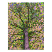 Caesar Salad 15 Foto Afdruk (Voorkant)