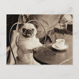 Cafe Pug Briefkaart