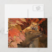 CAFF1 CAT AND BRIEFKAART (Voorkant / Achterkant)