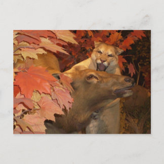 CAFF1 CAT AND BRIEFKAART