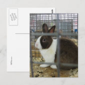 Caged Bunny Briefkaart (Voorkant / Achterkant)