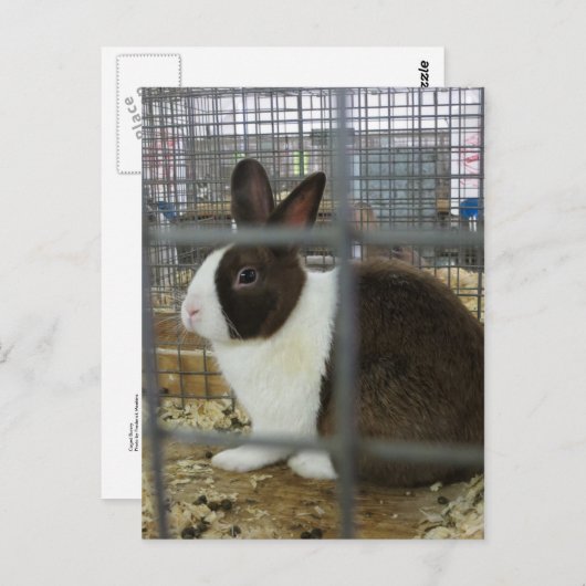 Caged Bunny Briefkaart (Voorkant / Achterkant)