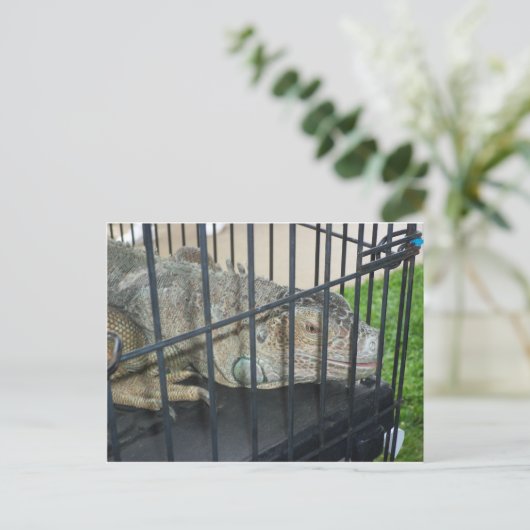 Caged Iguana Briefkaart (Staand voorkant)