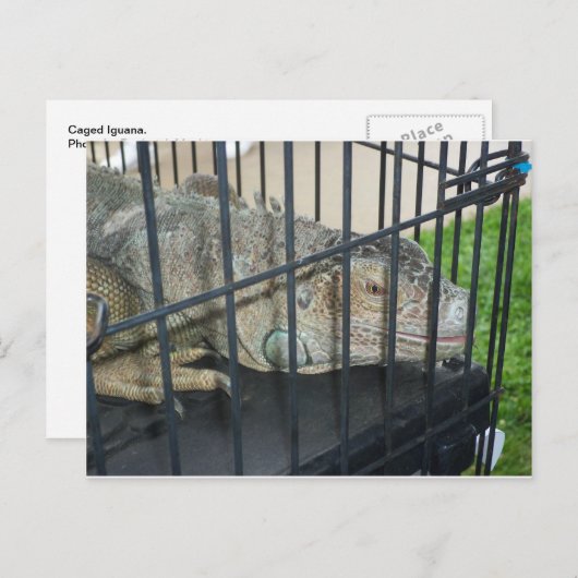 Caged Iguana Briefkaart (Voorkant / Achterkant)