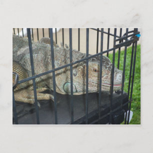 Caged Iguana Briefkaart