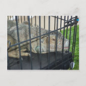 Caged Iguana Briefkaart (Voorkant)
