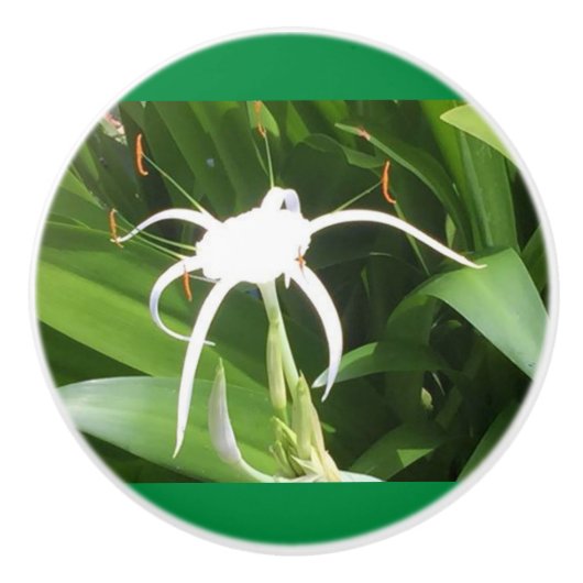 Cahaba Lilly Bloom over keramische knobbels en pul Keramische Knop (Voorkant)