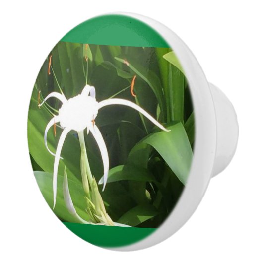 Cahaba Lilly Bloom over keramische knobbels en pul Keramische Knop (Rechts)