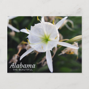 Cahaba Lily Briefkaart